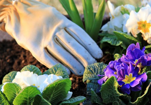 A close-up view of a gardener's hand wearing a light-colored gardening glove, planting or tending to a cluster of vibrant primroses in a garden bed. The primroses display a range of colors, including deep purple, bright white, and yellow, with lush green leaves surrounding their blossoms. The garden bed contains rich, dark soil and is bordered by other green foliage. The background features additional garden plants, possibly including tall, broad-leafed plants, indicating a well-maintained outdoor space. The scene is illuminated by natural daylight, suggesting clear weather suitable for outdoor gardening in Brockley. This image reflects attentive gardening practices and the planting of colourful seasonal flowers, aligned with professional gardening services that enhance local outdoor spaces.