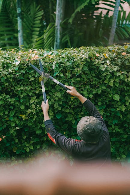 A gardener trimming a dense, well-maintained hedge with long-handled pruning shears in a lush outdoor garden. The hedge has small, glossy green leaves with a few light-colored flowers or buds. Behind